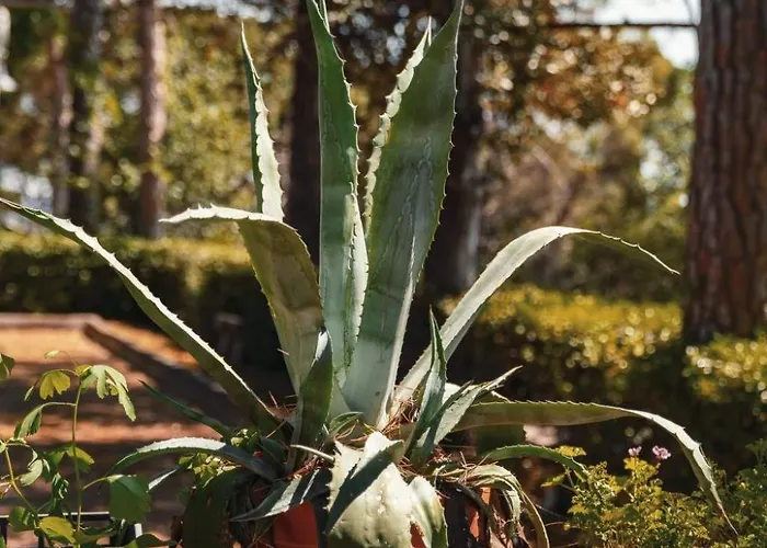 Drei-zimmer-panorama-wohnung Mit Terrasse Und Sommerpool By Interhome Pésaro